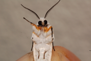 Spilosoma lubricipedum o urticae?...  Hyphantria cunea !